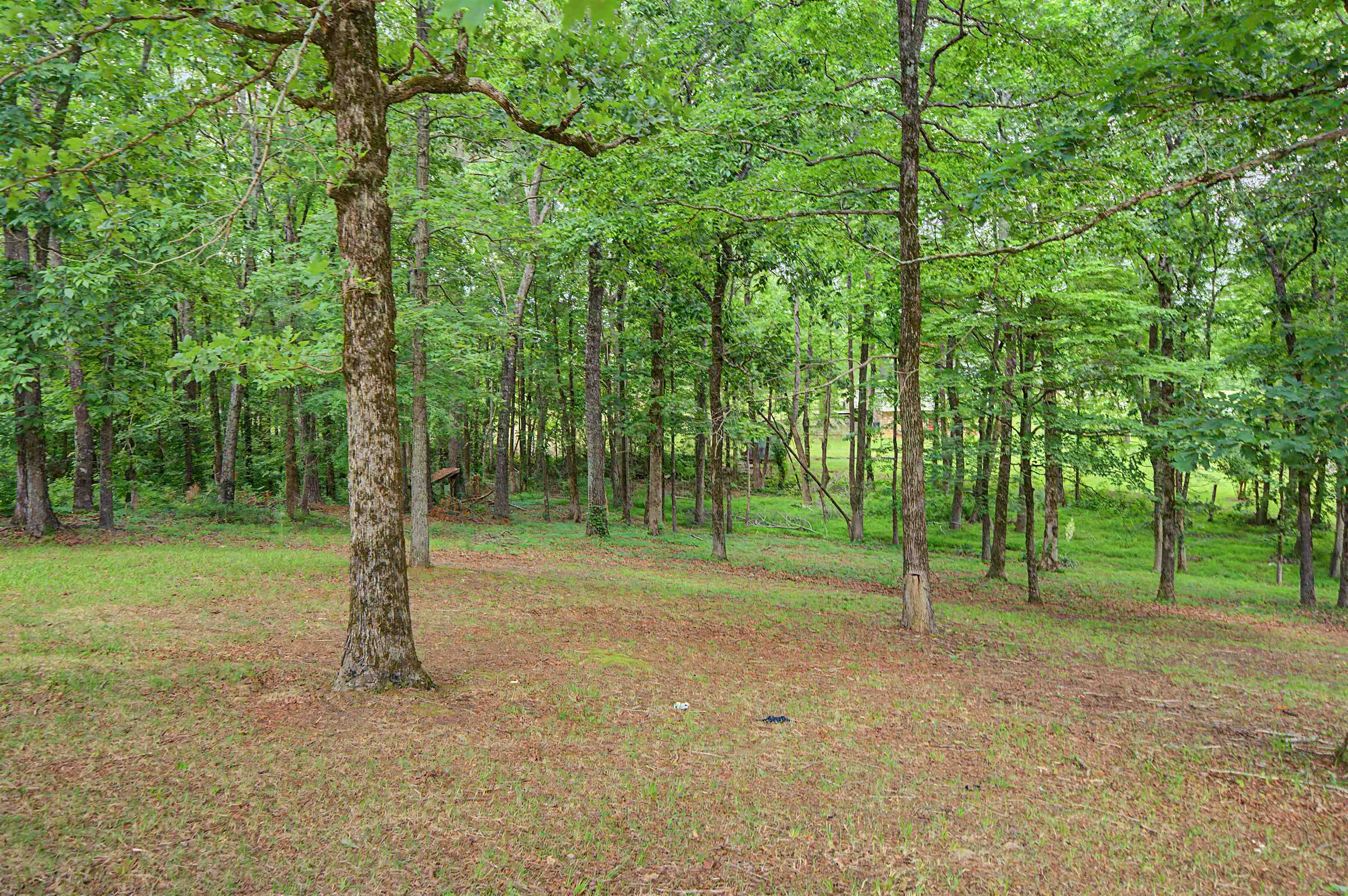 436 Skyline Road Selmer, TN 38375 - Photo 19 of 40 Expansive wooded property featuring mature trees and a grassy clearing