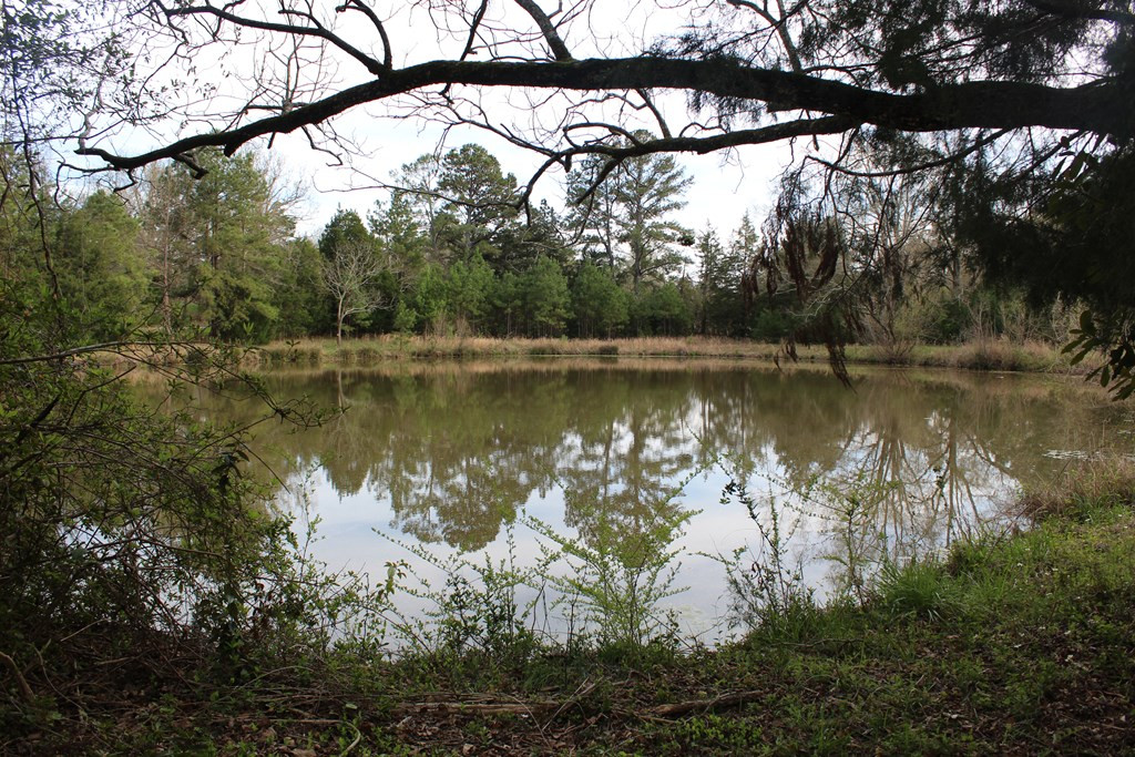 13 Meeting Street Road Edgefield, SC 29824 - Photo 15 of 37