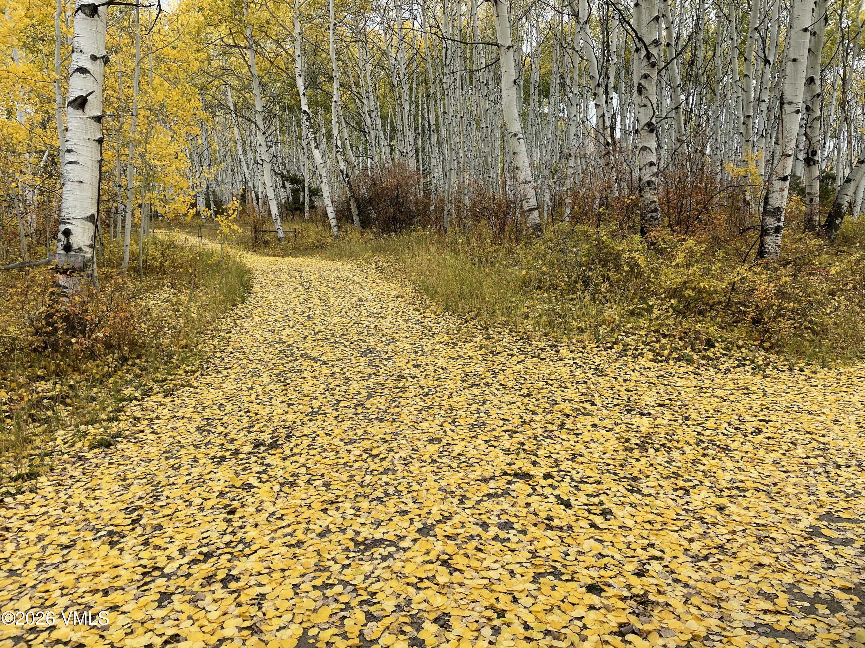 6010 Salt Creek Road Eagle, CO 81631 - Photo 54 of 69 Driveway Fall