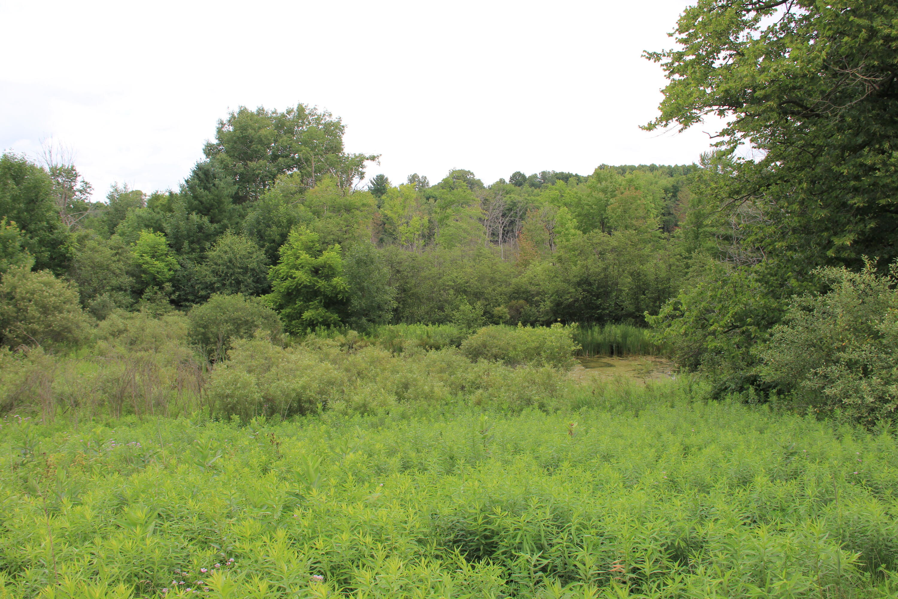 16822 7 Mile Road Stanwood, MI 49346 - Photo 60 of 62 IMG_2377