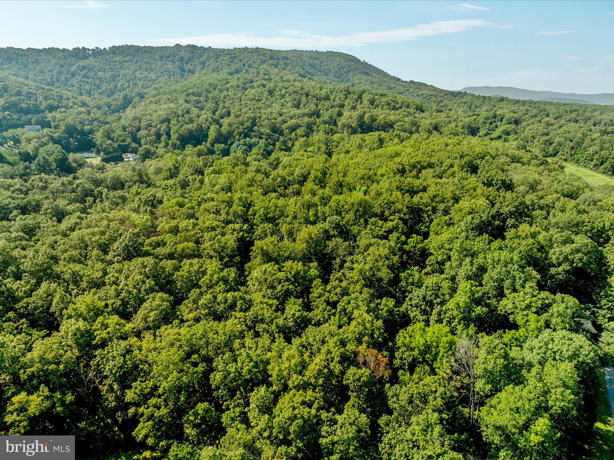 Browntown Road Front Royal, VA 22630 - Photo 15 of 16 a view of a lush green forest with a mountain in the background