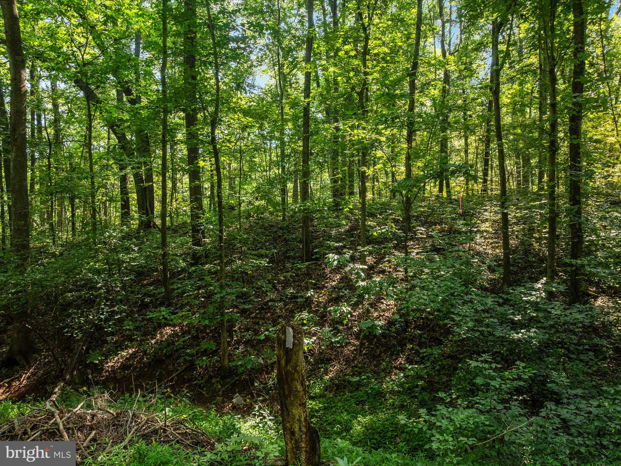 Browntown Road Front Royal, VA 22630 - Photo 2 of 16 a view of a lush green forest