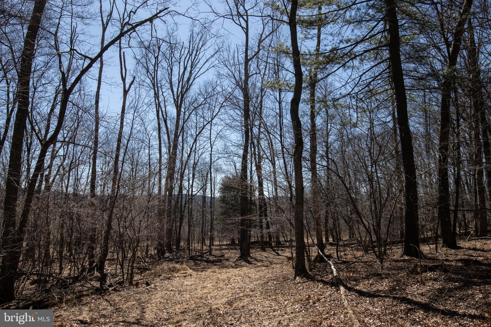 0 Back Road Barnesville, PA 18214 - Photo 11 of 16 a view of outdoor space with trees
