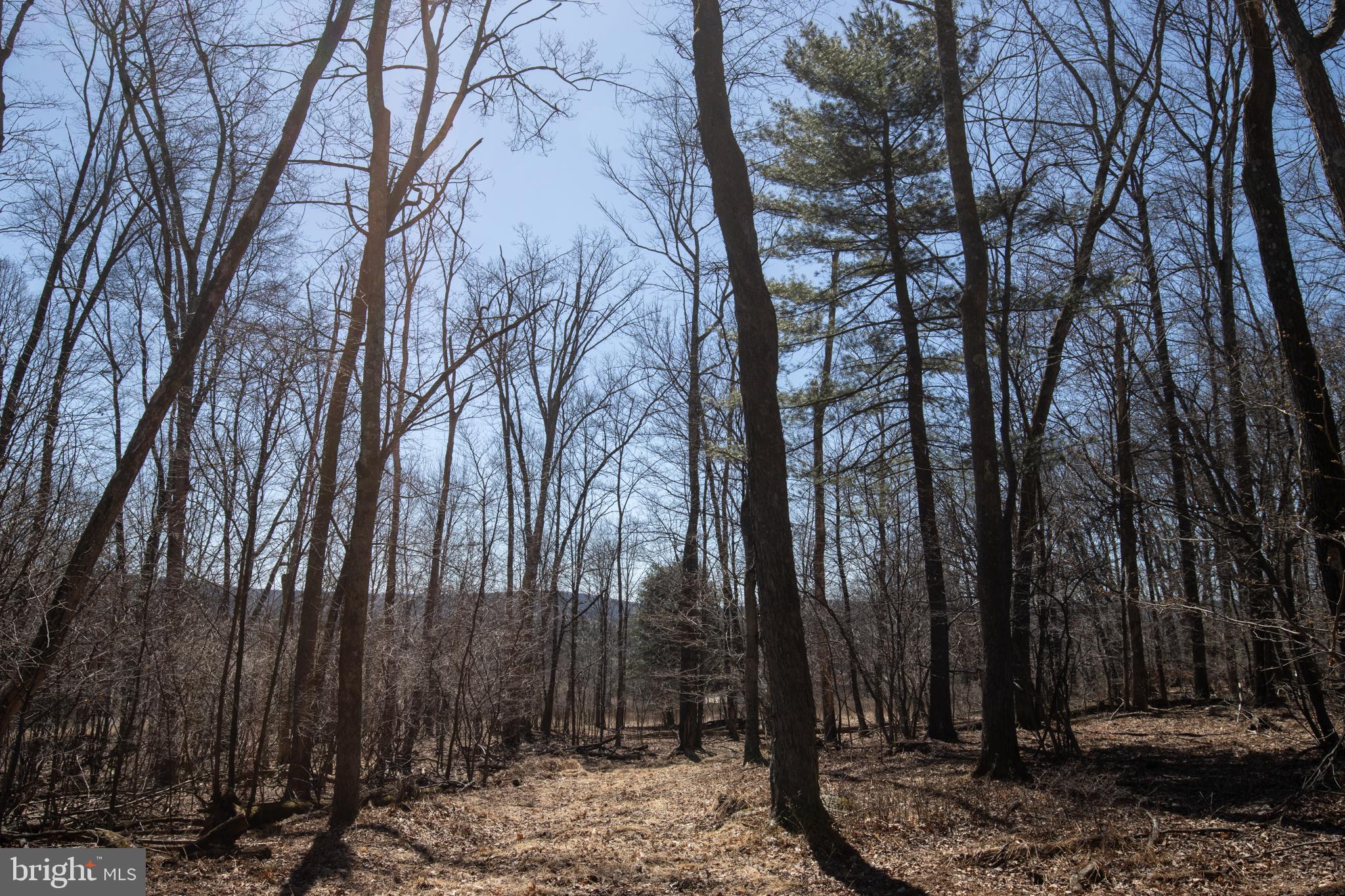 0 Back Road Barnesville, PA 18214 - Photo 12 of 16 a view of a backyard with large trees