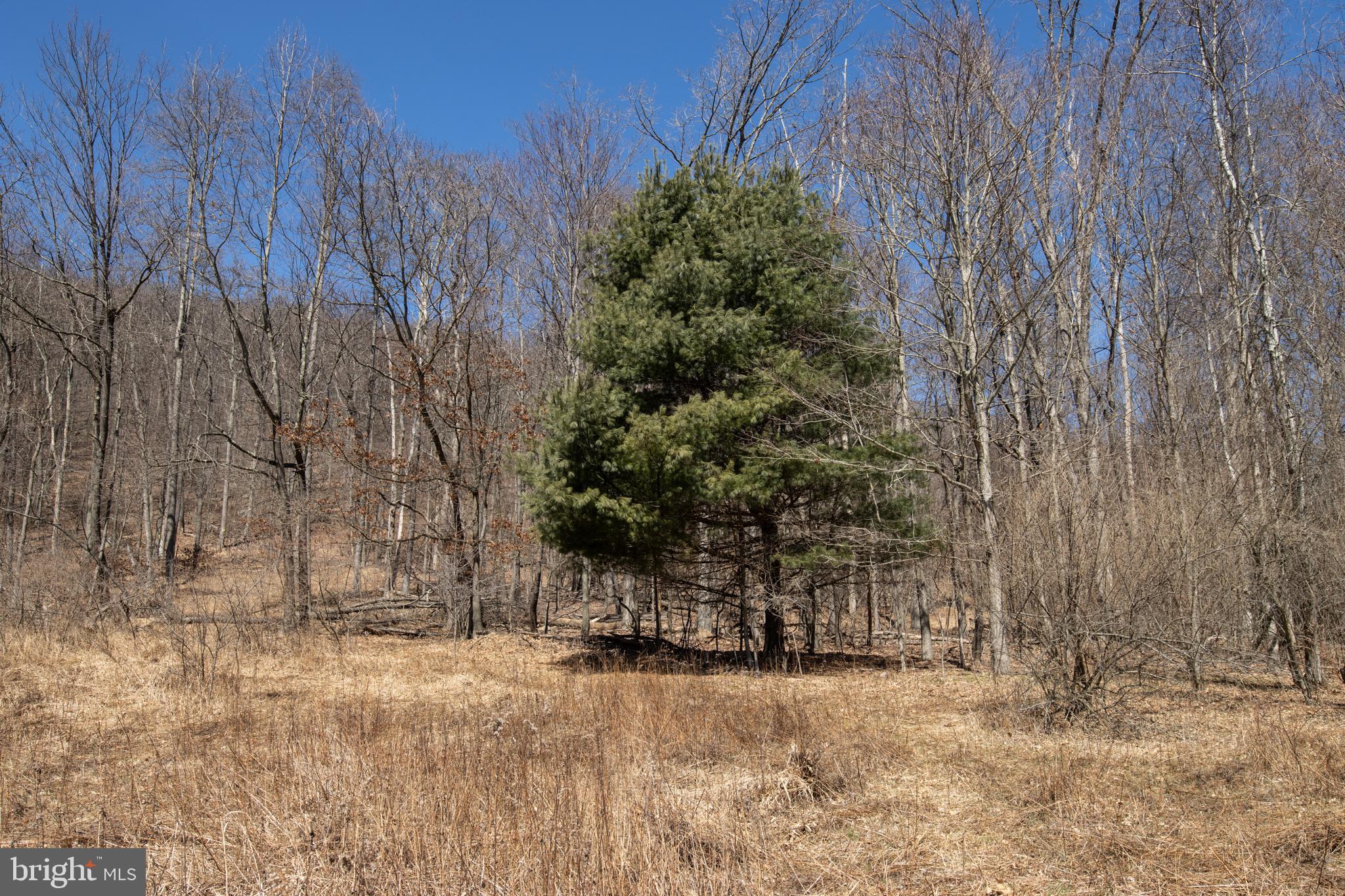 0 Back Road Barnesville, PA 18214 - Photo 5 of 16 a backyard of a house with lots of green space