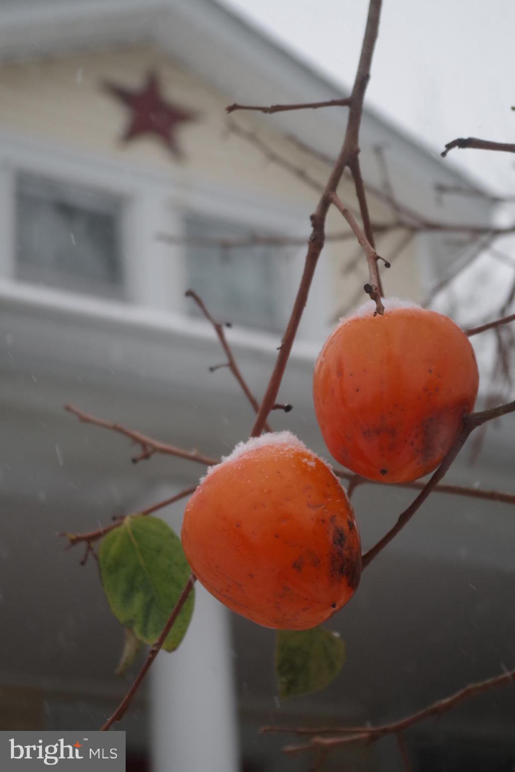 8705 2nd Avenue Silver Spring, MD 20910 - Photo 50 of 51 Your own persimmon tree!