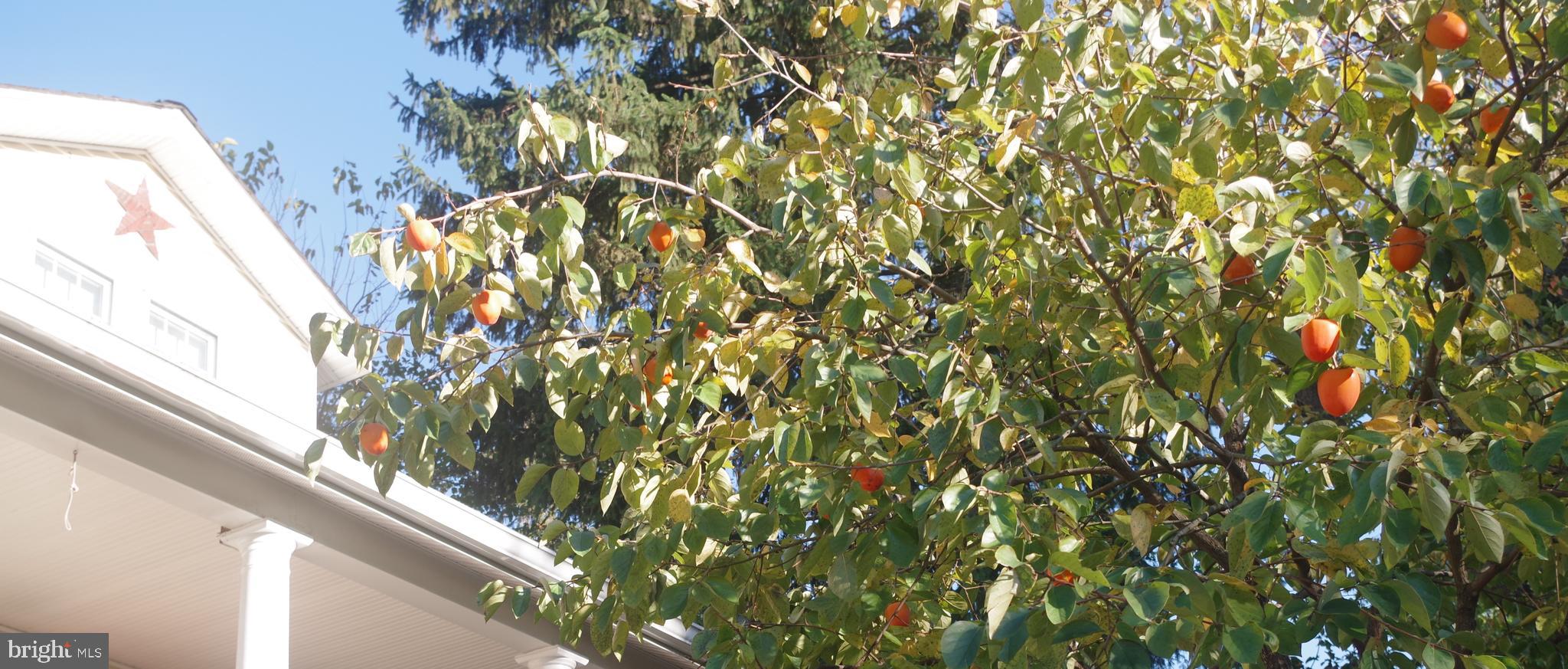 8705 2nd Avenue Silver Spring, MD 20910 - Photo 51 of 51 Persimmons