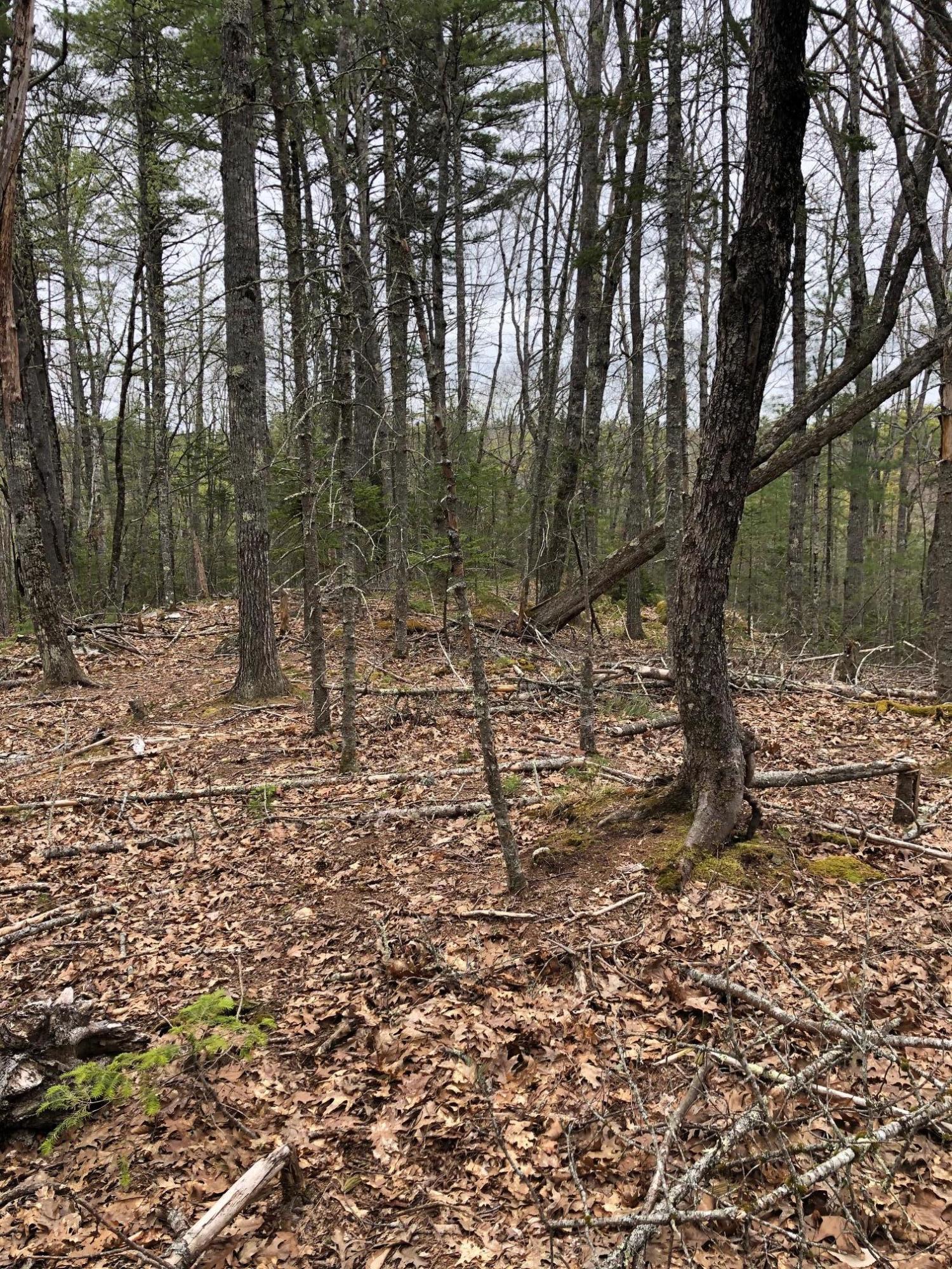 0 McCurdy Pond Road Bremen, ME 04551 - Photo 1 of 9 IMG_1371