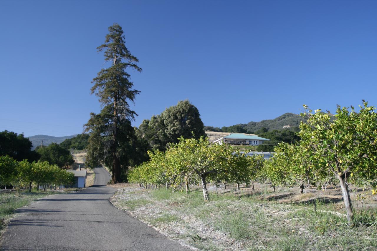 1100 Refugio Road Goleta, CA 93117 - Photo 7 of 28 a view of a tree in a yard