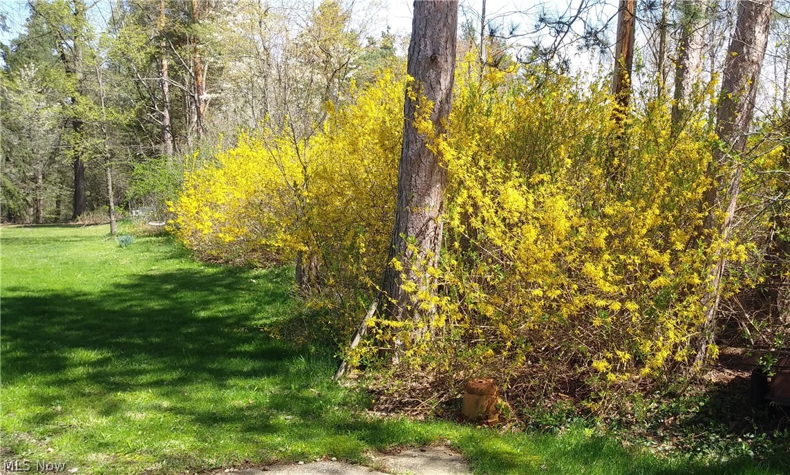 4471 Remsen Road Medina, OH 44256 - Photo 35 of 35 Forsythia (seasonal photo)