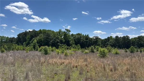 a view of a bunch of trees in background