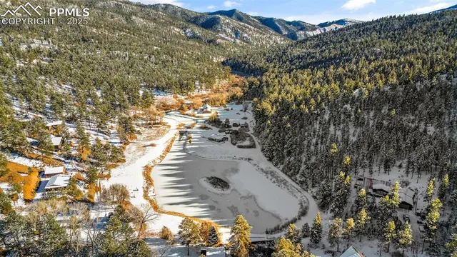 a view of a forest with a tree