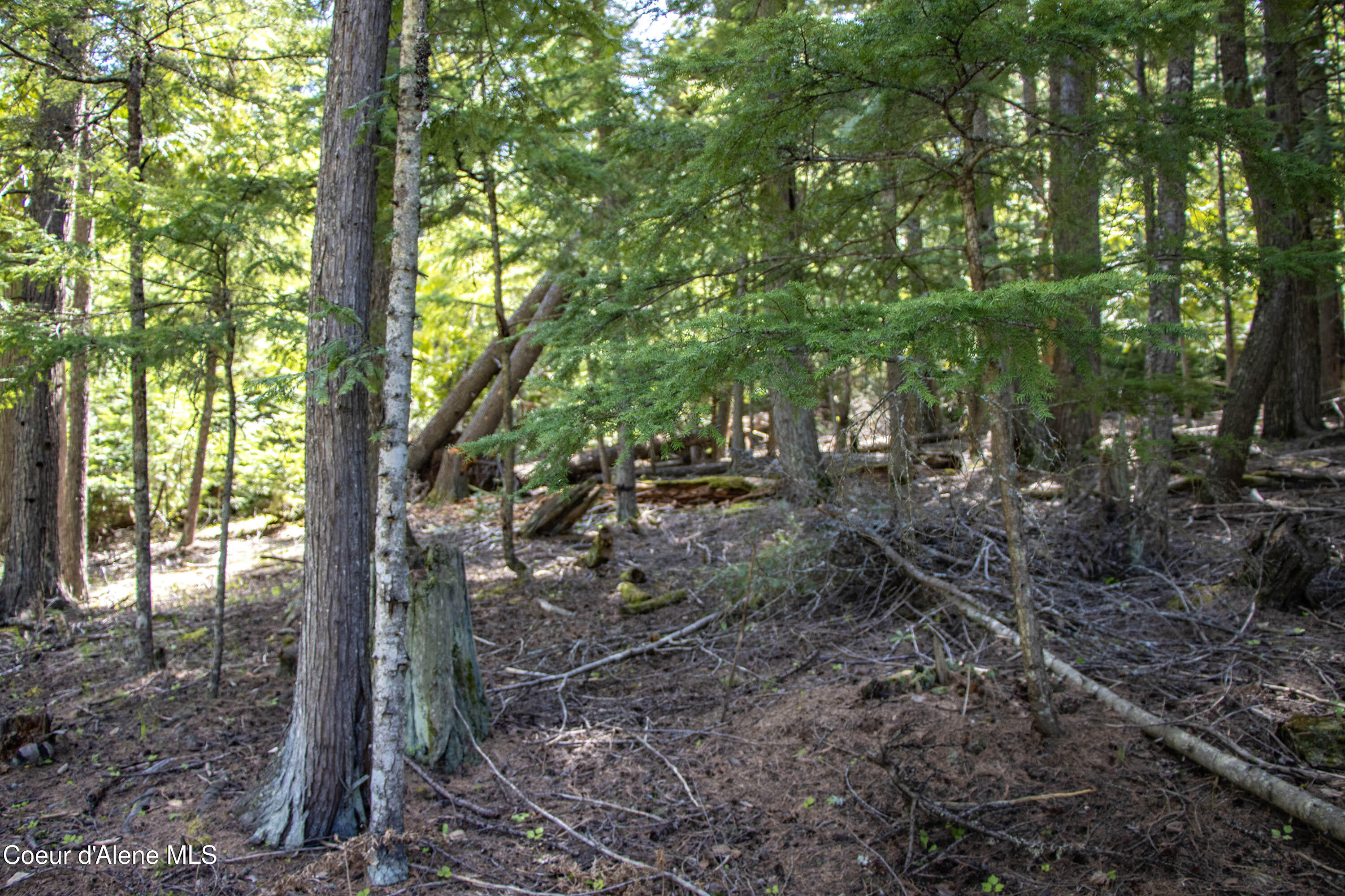 202 Fry Creek Road Sagle, ID 83860 - Photo 51 of 55 IMG_4135