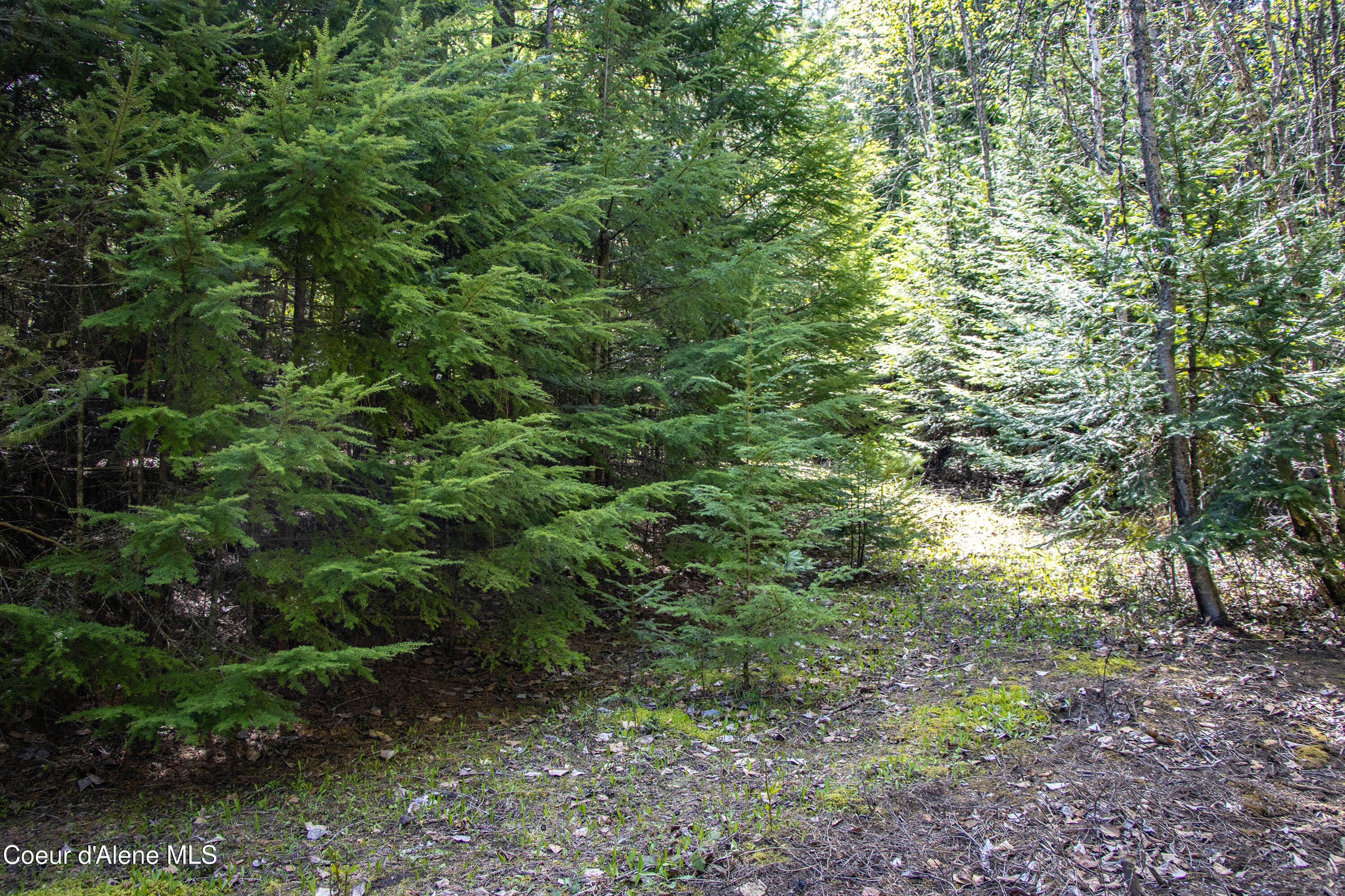 202 Fry Creek Road Sagle, ID 83860 - Photo 54 of 55 IMG_4142