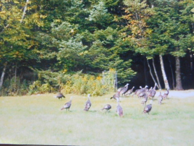 1545 North Chip Lake Road Germfask, MI 49836 - Photo 13 of 72 Gallery Image 13
