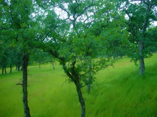 $199,980 | 9816 Deer Hollow Trail, Browns Valley, CA 95918