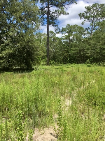 0 Pine Bluff Road, Unit 1 Perry, FL 32348 - Photo 3 of 7