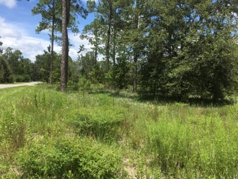 0 Pine Bluff Road, Unit 1 Perry, FL 32348 - Photo 4 of 7