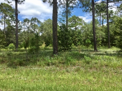 0 Pine Bluff Road, Unit 1 Perry, FL 32348 - Photo 7 of 7