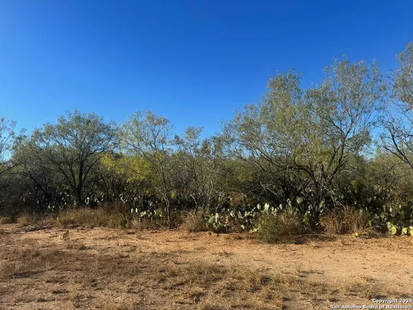 a view of a yard with trees