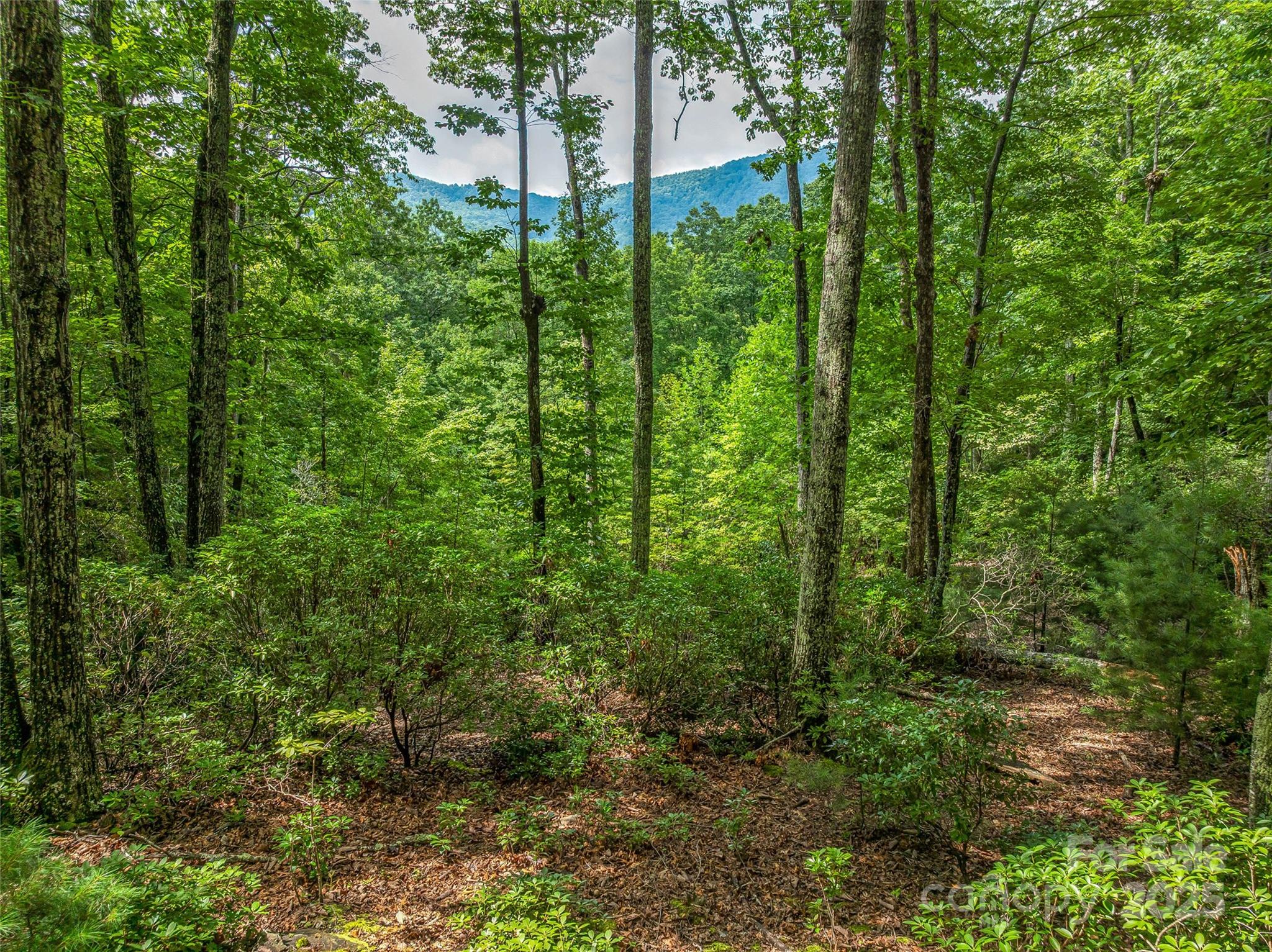 72 Smokey Ridge Trail, Unit 196 Arden, NC 28704 - Photo 1 of 34 a view of a lush green forest