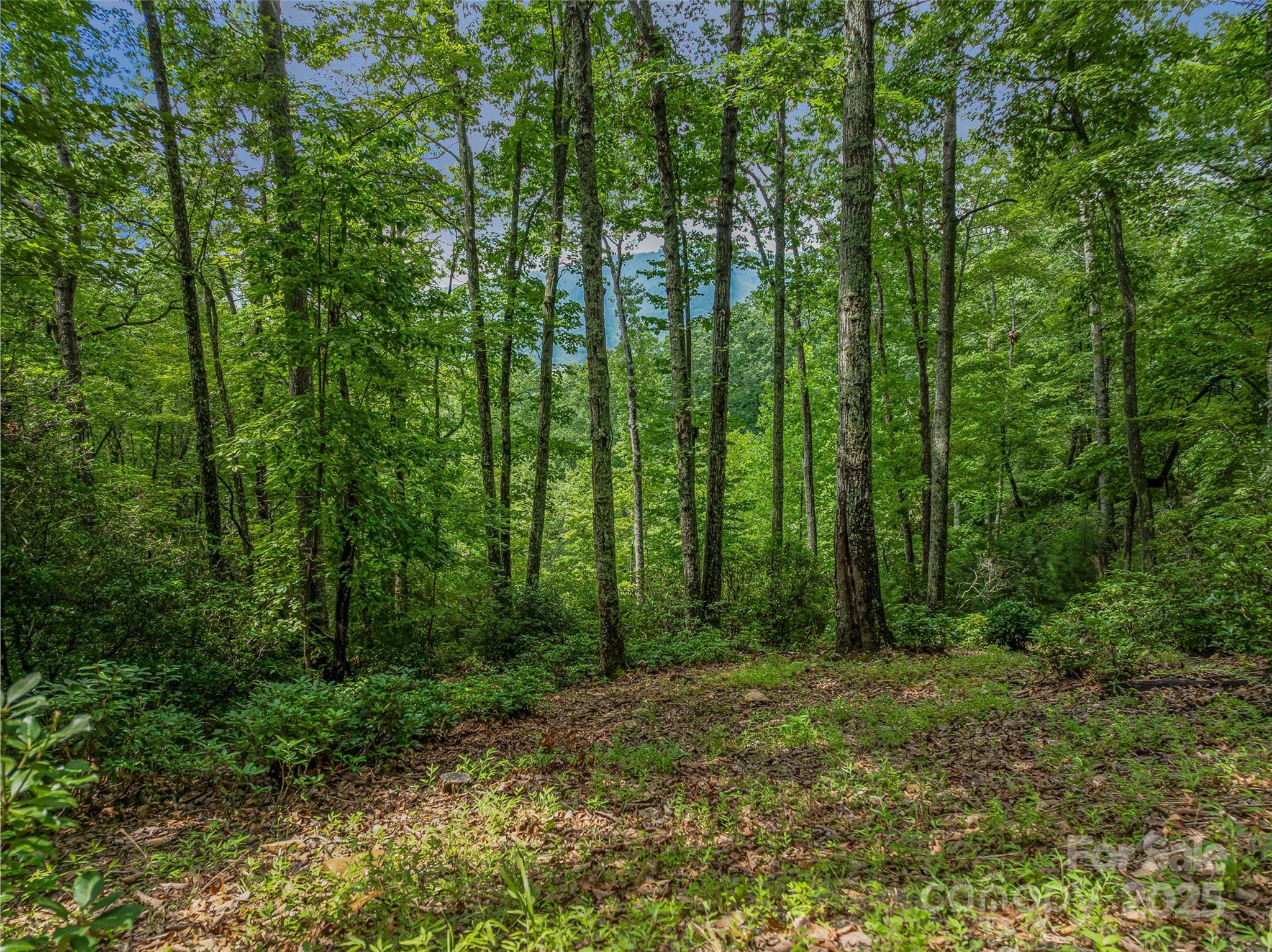 72 Smokey Ridge Trail, Unit 196 Arden, NC 28704 - Photo 24 of 34 a view of outdoor space and green space
