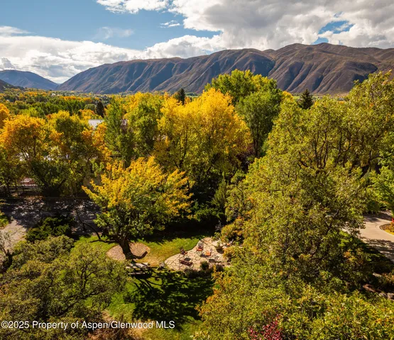 a view of a large tree