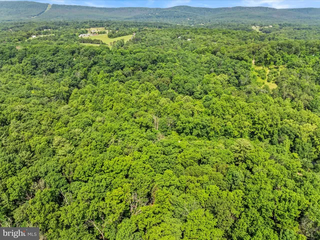 a view of a lush green forest with a lake