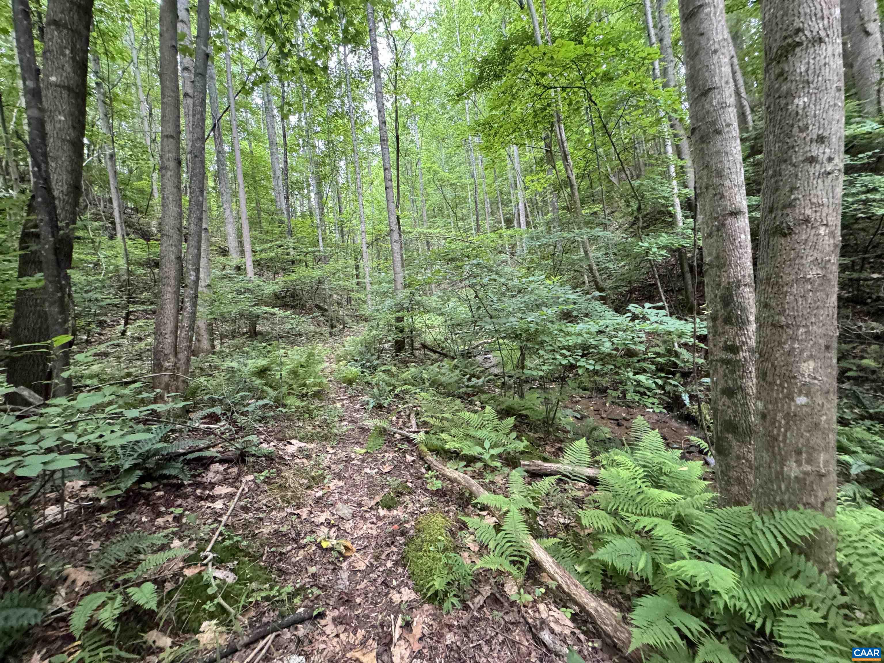 Tba Glenthorne Loop Nellysford, VA 22958 - Photo 11 of 26 a view of a lush green forest