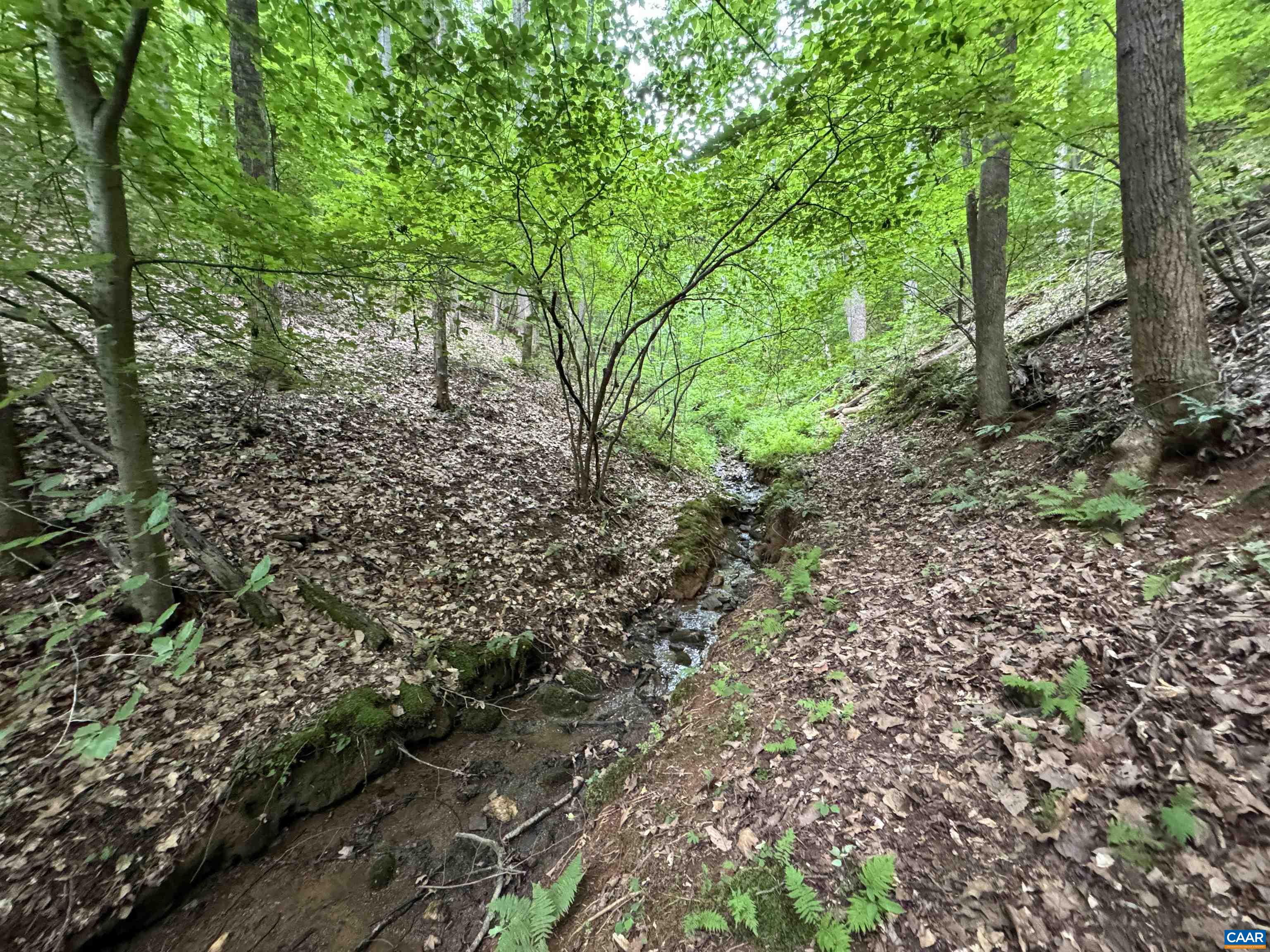 Tba Glenthorne Loop Nellysford, VA 22958 - Photo 13 of 26 a view of a forest that has large trees
