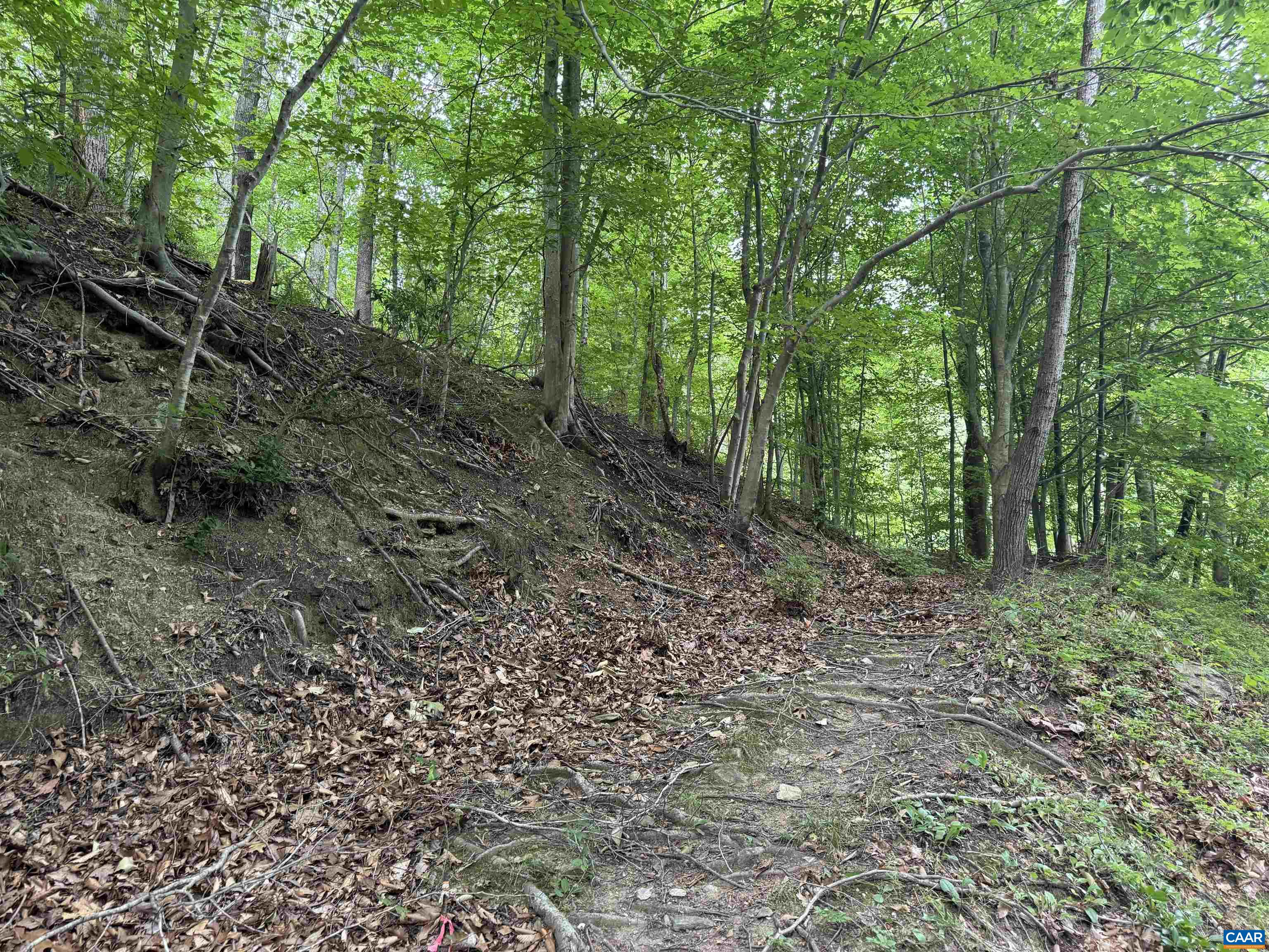 Tba Glenthorne Loop Nellysford, VA 22958 - Photo 16 of 26 a view of a forest with trees in the background