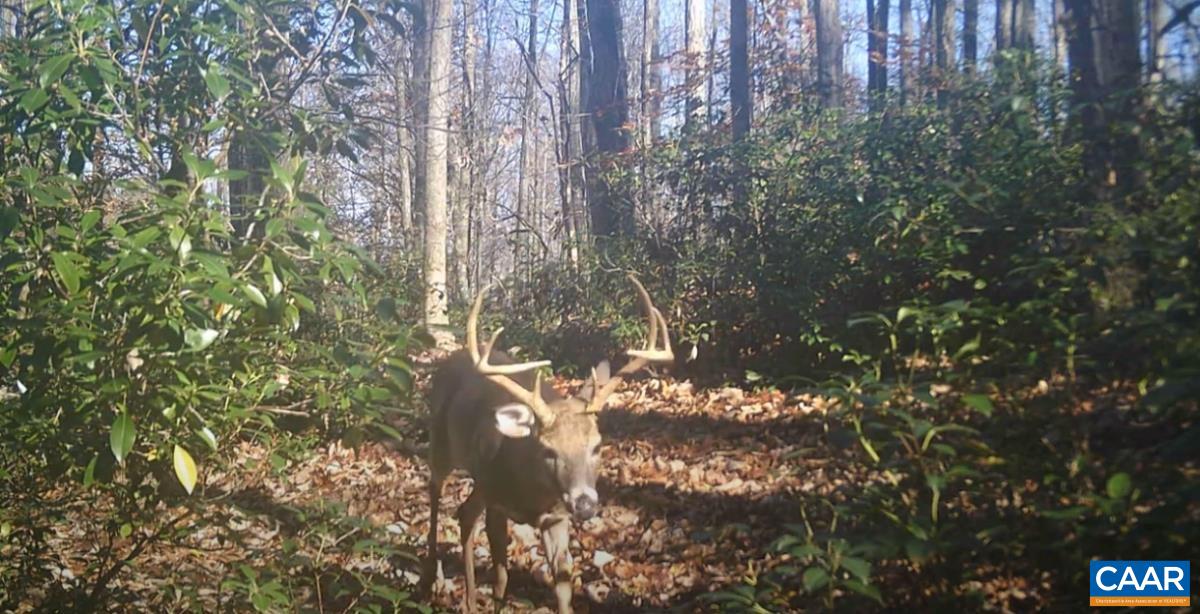 Tba Glenthorne Loop Nellysford, VA 22958 - Photo 18 of 26 a view of a tree in a yard