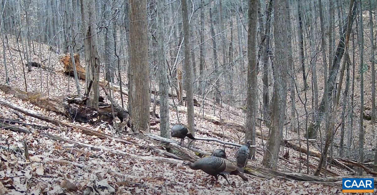 Tba Glenthorne Loop Nellysford, VA 22958 - Photo 19 of 26 a view of a backyard with trees