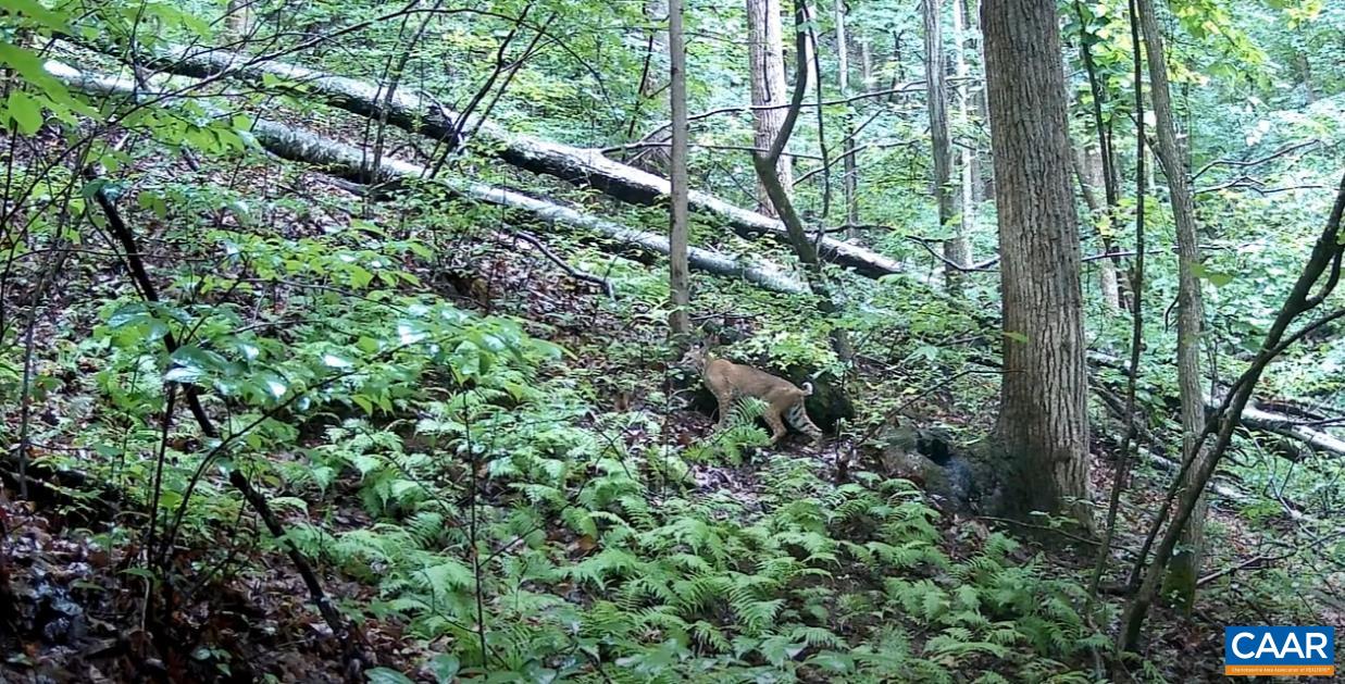 Tba Glenthorne Loop Nellysford, VA 22958 - Photo 20 of 26 a view of a lush green forest
