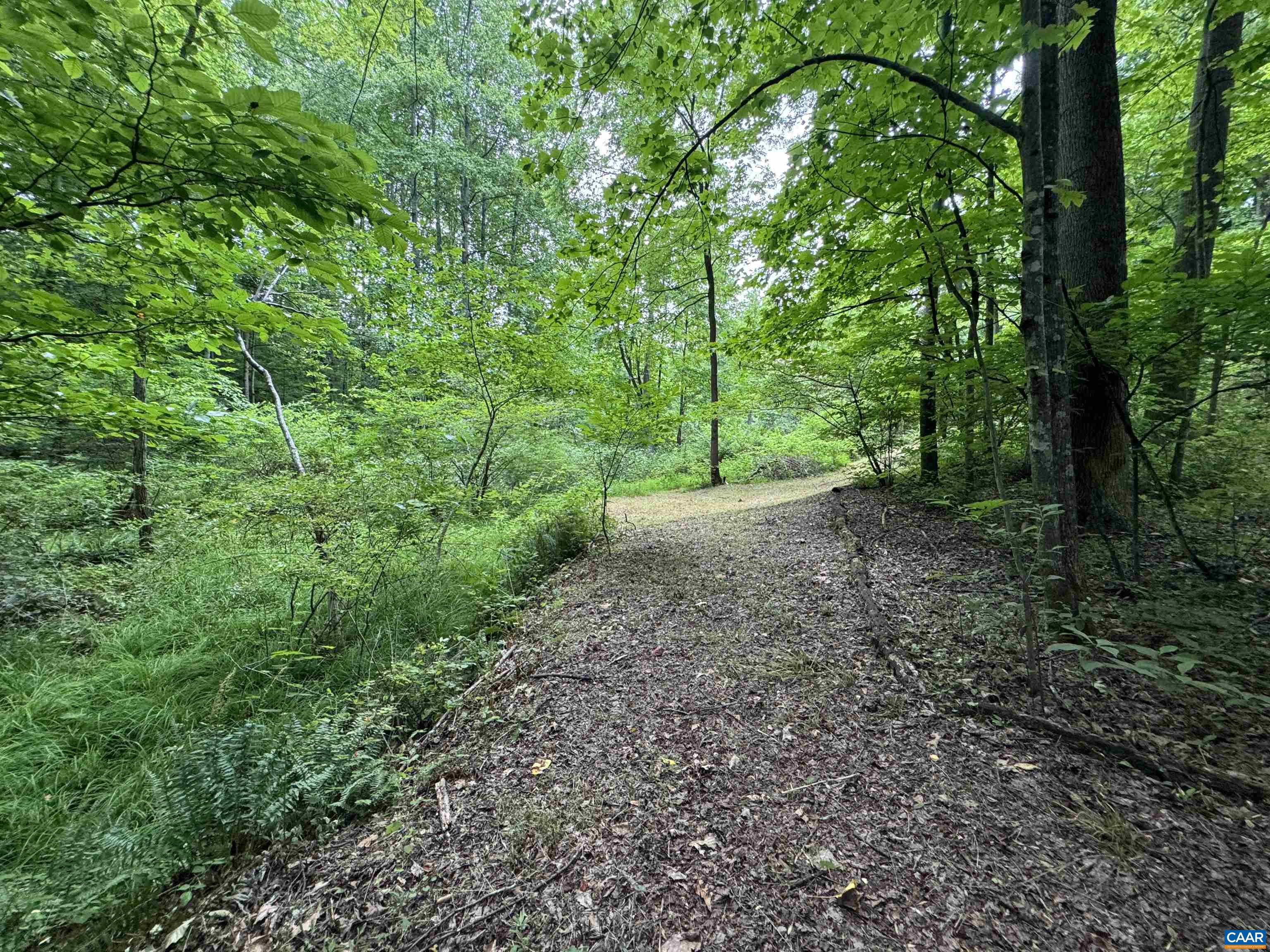 Tba Glenthorne Loop Nellysford, VA 22958 - Photo 9 of 26 a view of a forest with trees in the background
