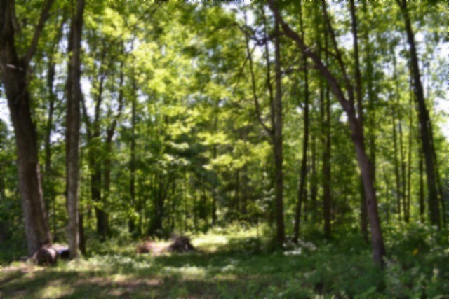 318 Rock Springs Road Celina, TN 38551 - Photo 40 of 87 a view of a yard