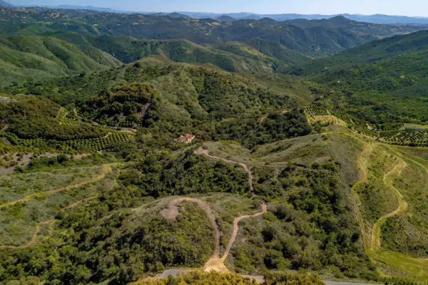 a view of a lush green forest with lush green forest