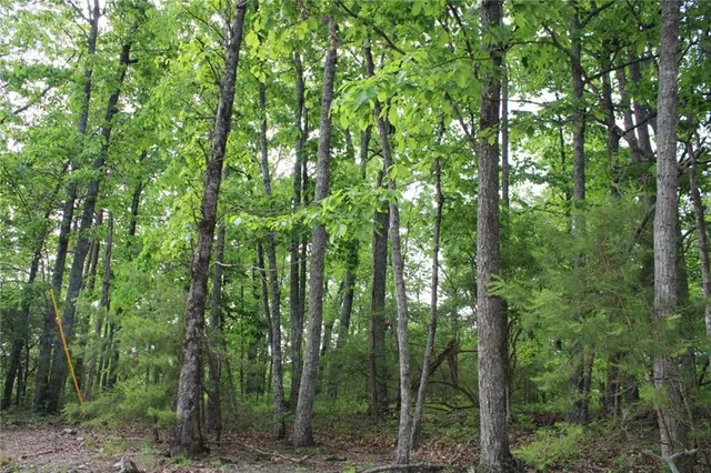 a view of a forest