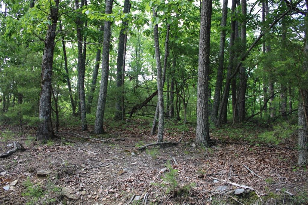 1427 Jasper Court Ranger, GA 30734 - Photo 2 of 4 a view of a forest that has large trees