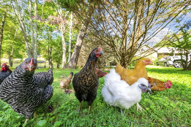 $535,000 | 101 Snow Bird Lane, Graysville, TN 37338