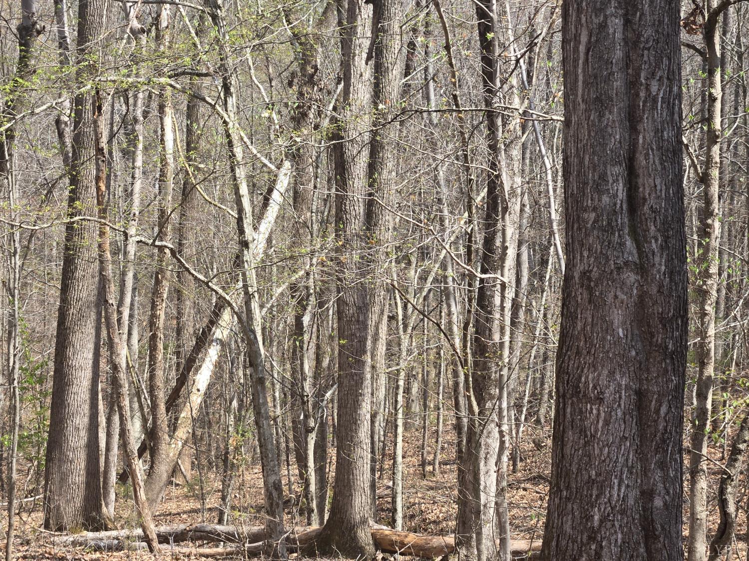 0 Equestrian Trail Road Bremo Bluff, VA 23022 - Photo 1 of 2 Gallery Image 1