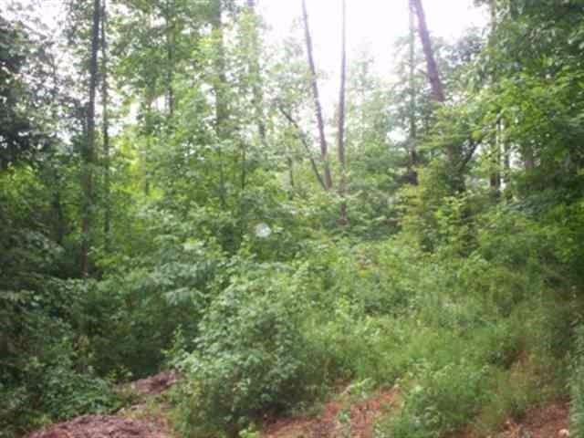 7 Mt Pleasant Road Vonore, TN 37885 - Photo 3 of 7 a view of a forest with a tree