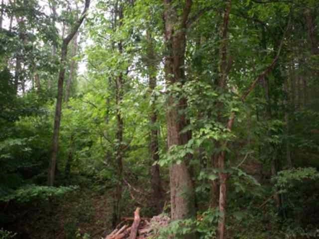 7 Mt Pleasant Road Vonore, TN 37885 - Photo 5 of 7 a view of a forest with a tree