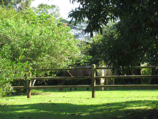 4731 G Kuawa Road, Unit E Kilauea, HI 96754 - Photo 17 of 25