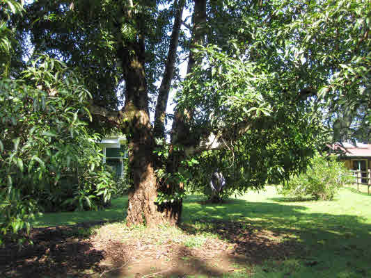 4731 G Kuawa Road, Unit E Kilauea, HI 96754 - Photo 18 of 25
