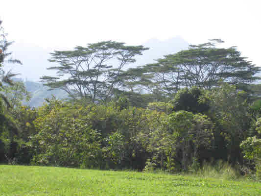 4731 G Kuawa Road, Unit E Kilauea, HI 96754 - Photo 19 of 25