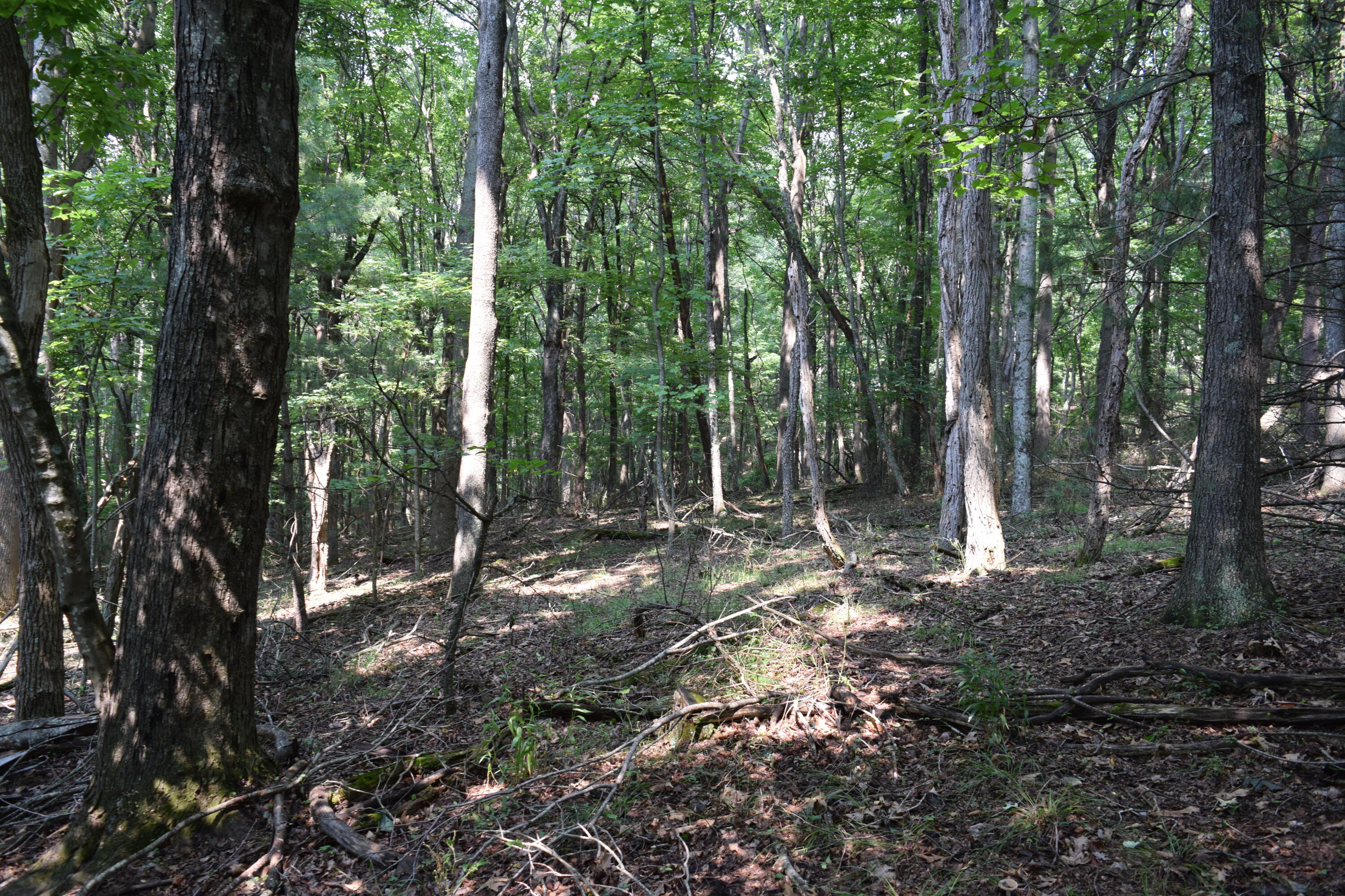 963 Dusty Rock Road Northwest Riner, VA 24149 - Photo 60 of 70 DSC_0065