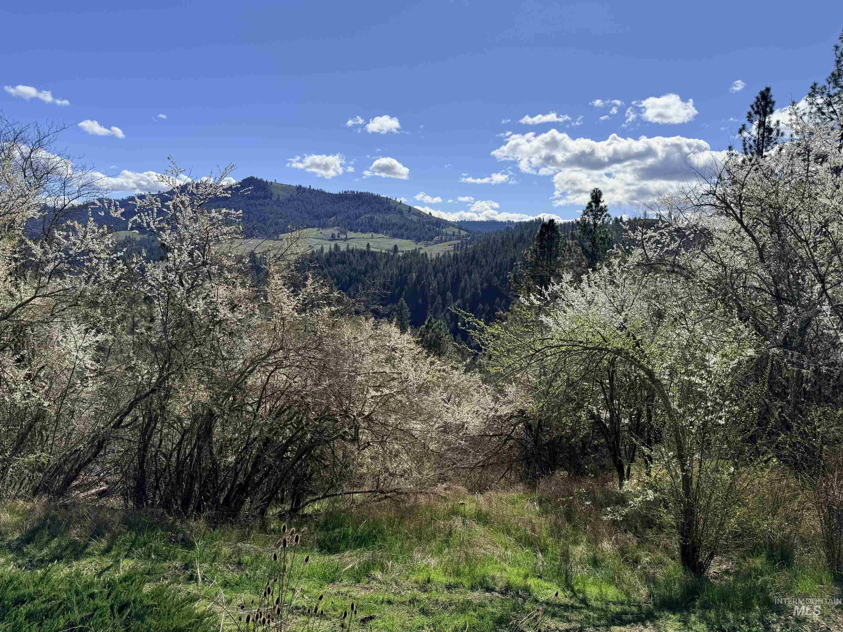 620 Old Peck Grade Lenore, ID 83541 - Photo 21 of 45 View of mountain backdrop with a heavily wooded area