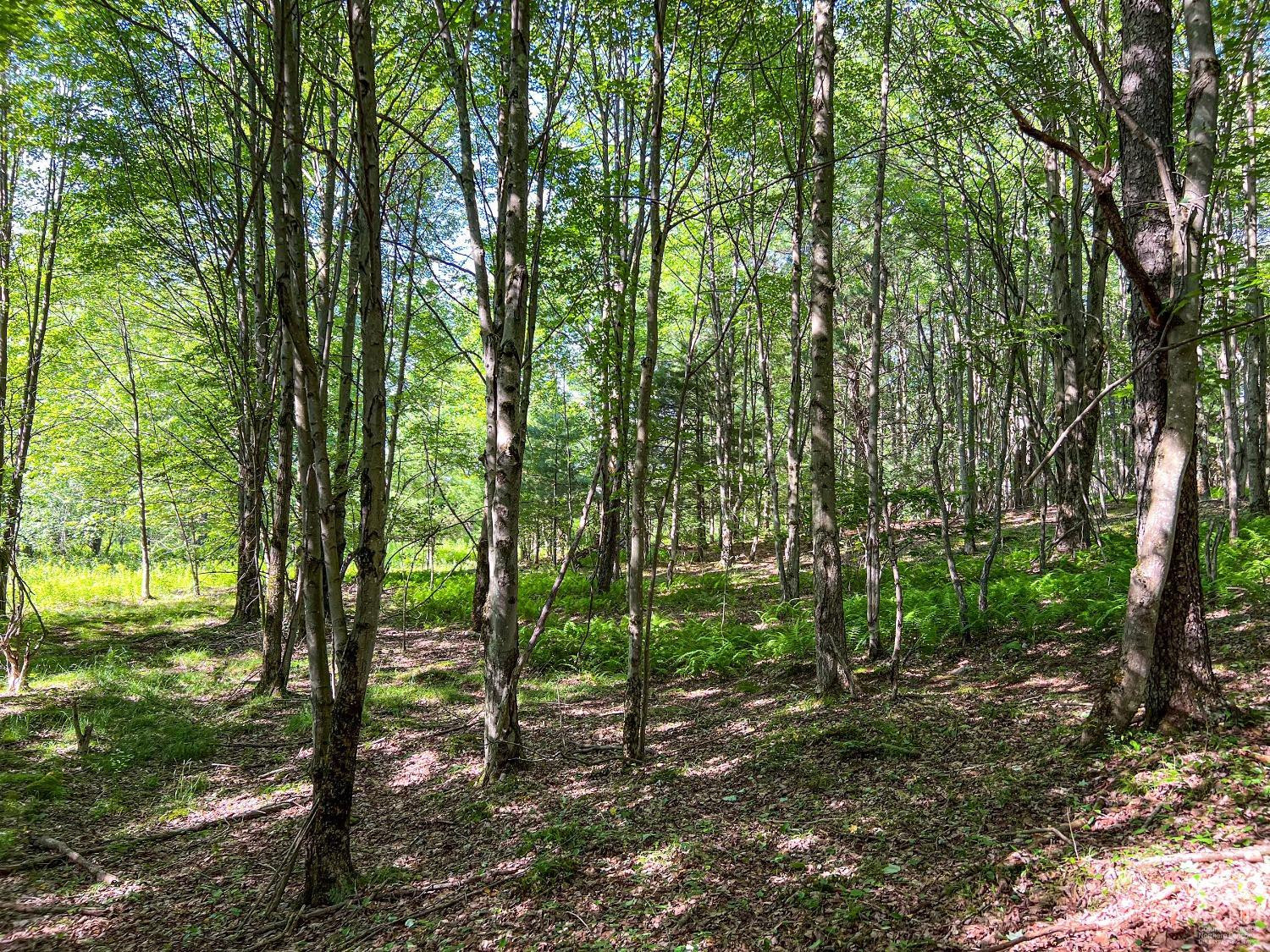 0 Scotch Hill Road Bloomville, NY 13739 - Photo 16 of 40 a view of outdoor space and yard