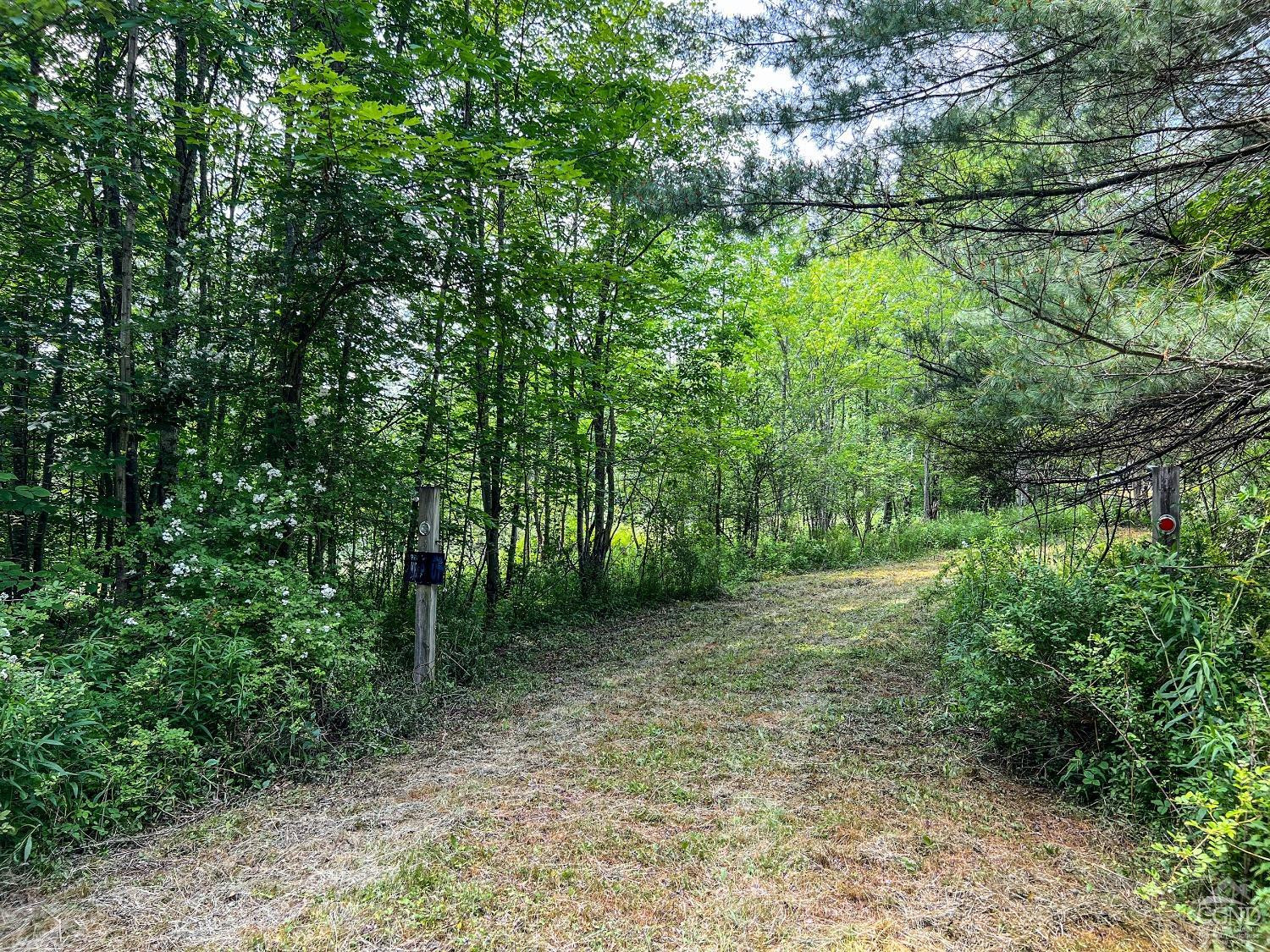 0 Scotch Hill Road Bloomville, NY 13739 - Photo 2 of 40 a view of a forest with trees